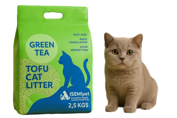 Green Tea Tofu Cat Litter with British Shorthair Cat in Lifestyle Photo by ISEMIPET